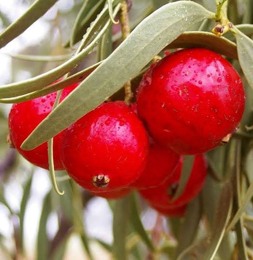Quandong