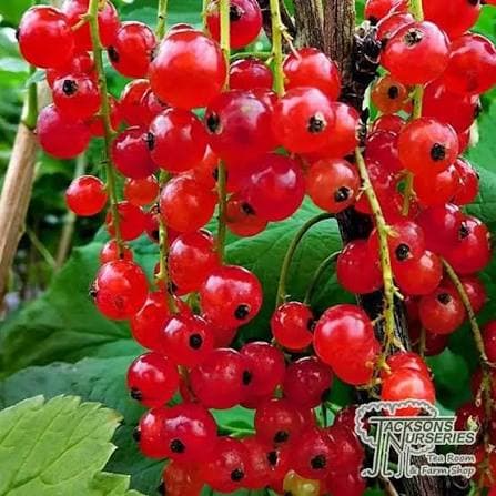 Redcurrant