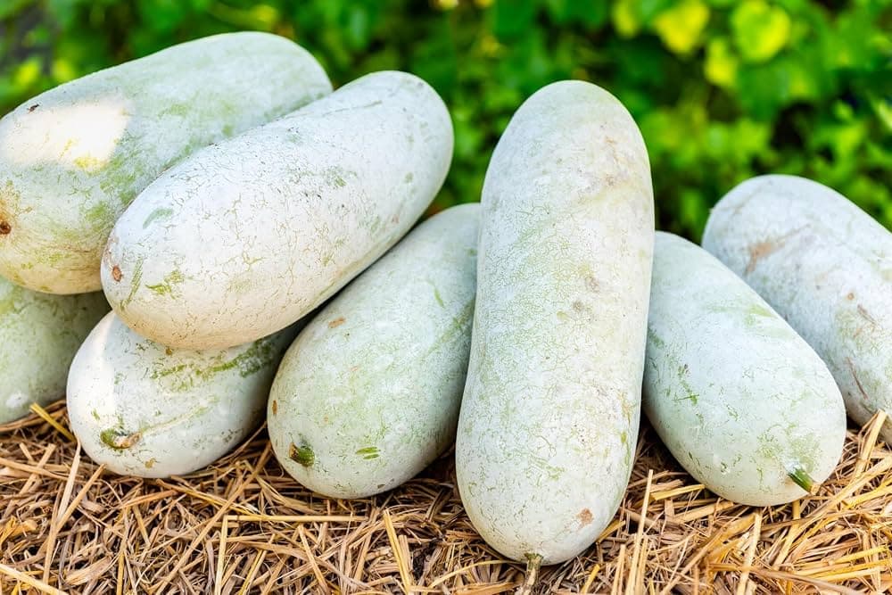 Ash gourd