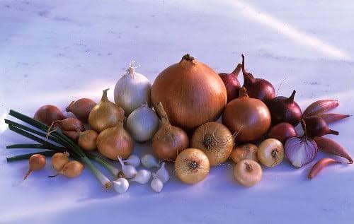 Bulb vegetables