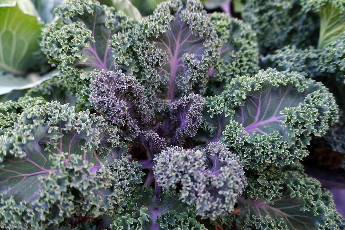 Kale