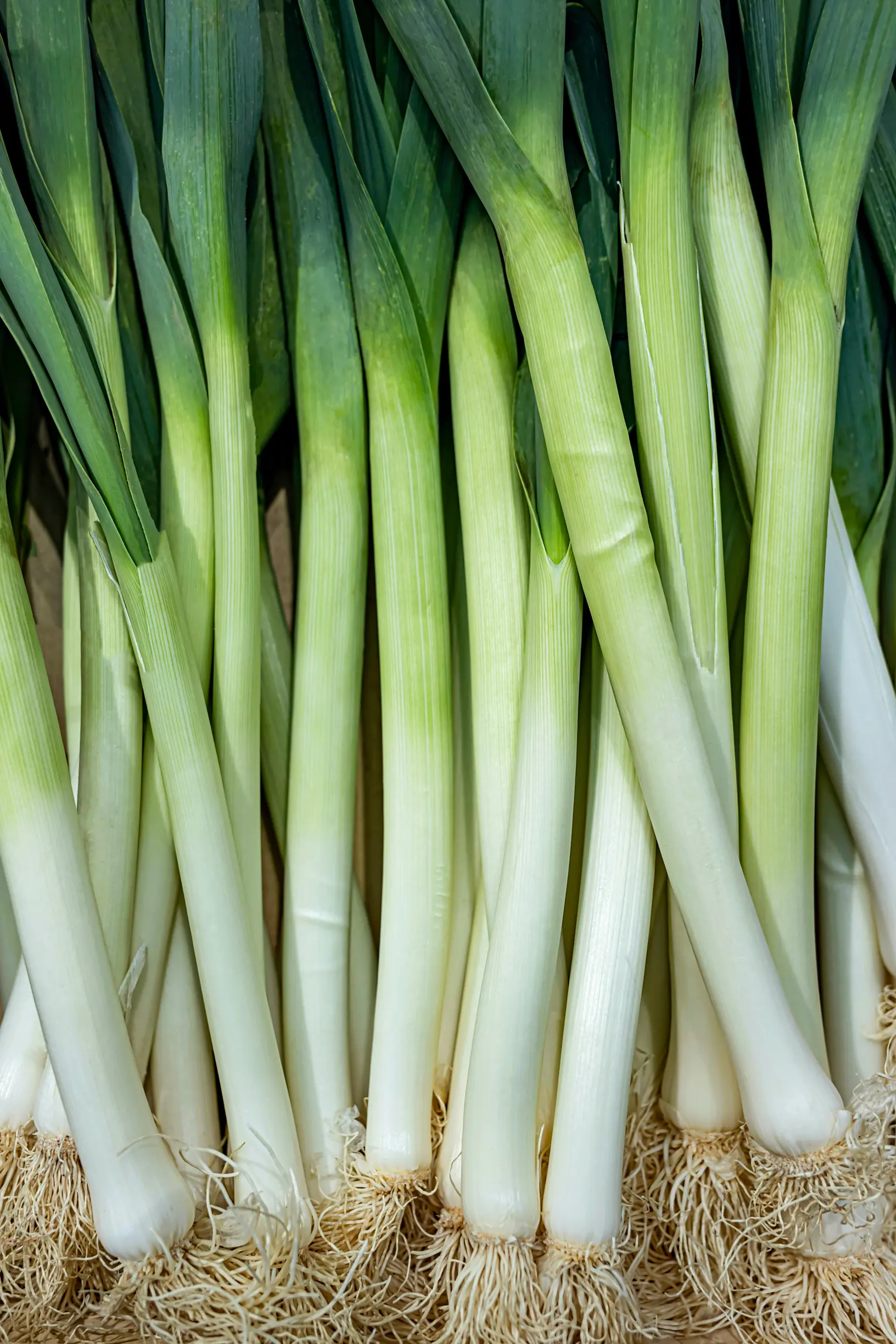 Leek