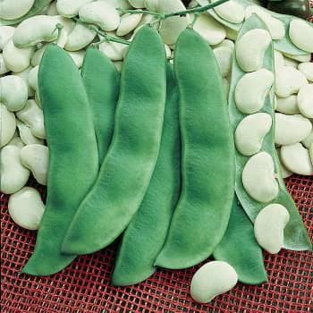 Lima beans