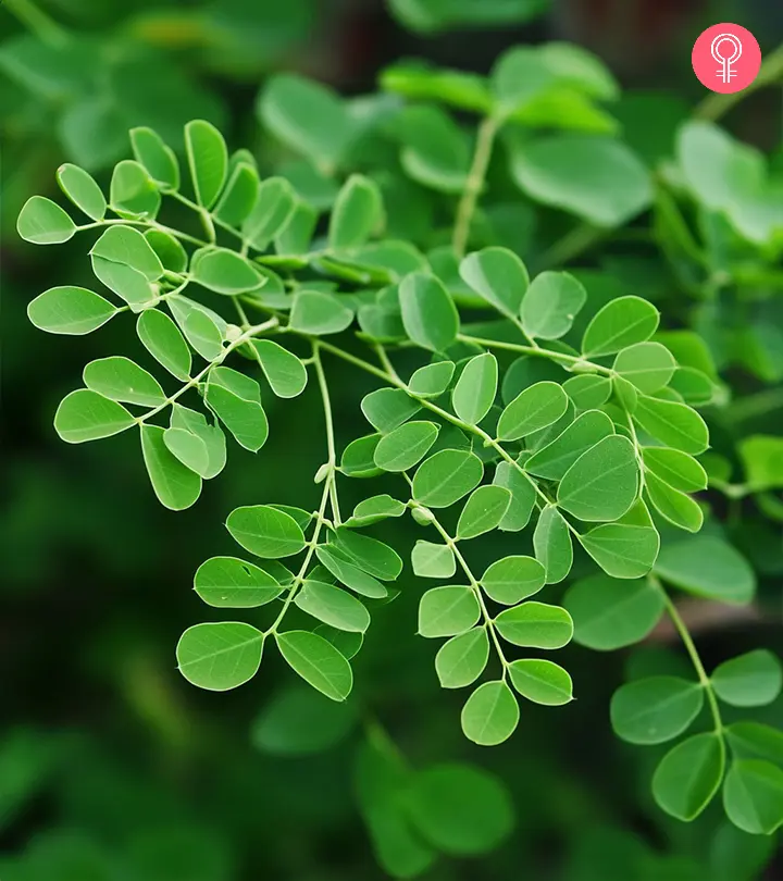Moringa leaves