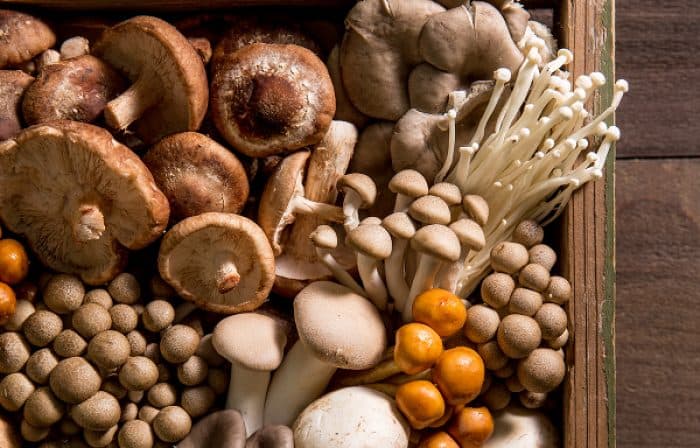 Mushroom and fungi