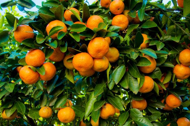 Tangerine