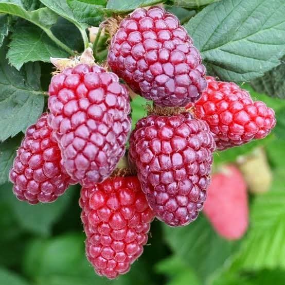 Tayberry