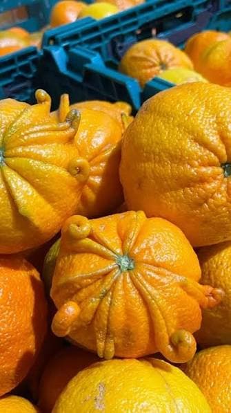 Ugli Fruit