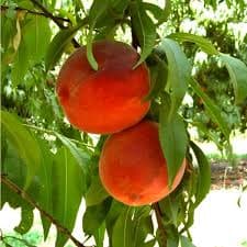Velvet Apple