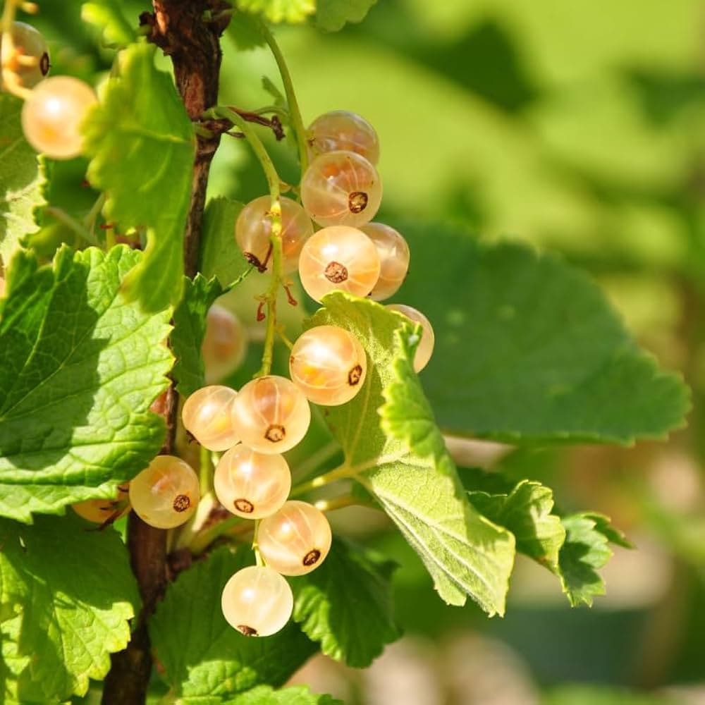 White Currant