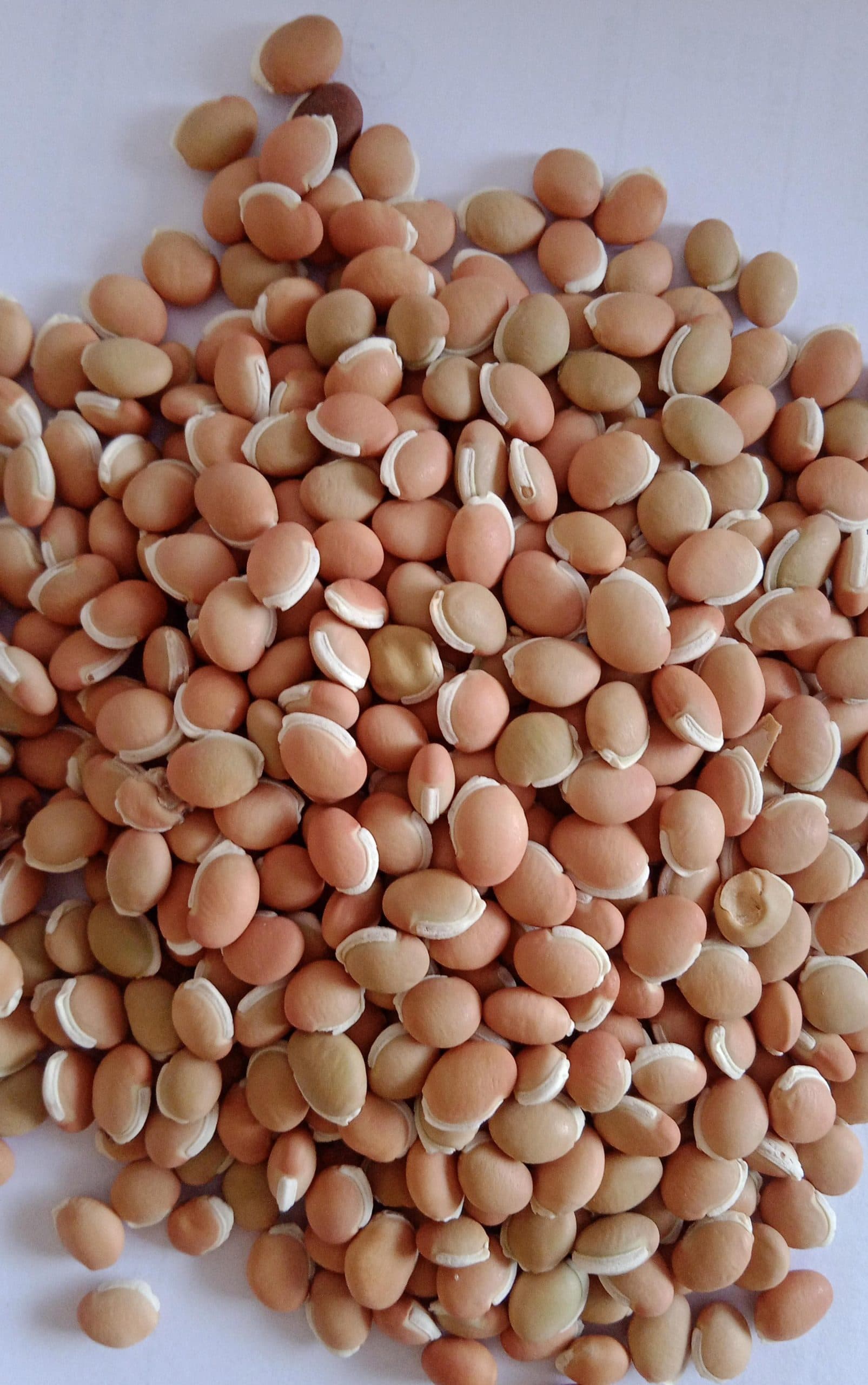 Hyacinth Beans