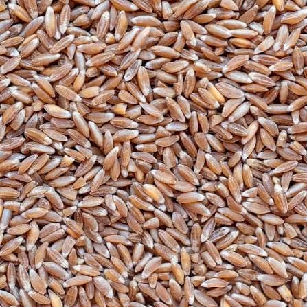 Whole Emmer / Farro