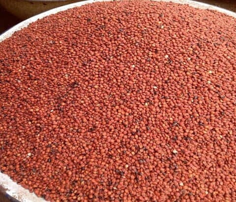 Guinea Millet