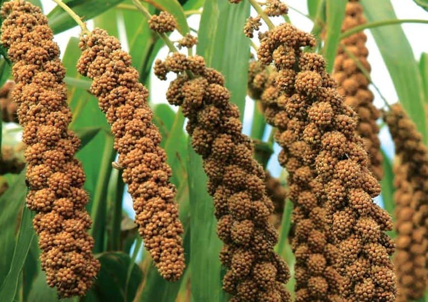 Japanese Millet