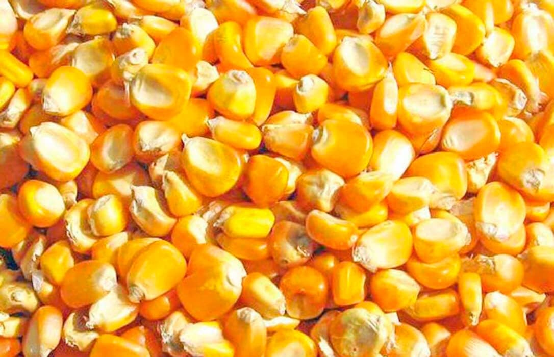 Whole Cornmeal / Whole Corn