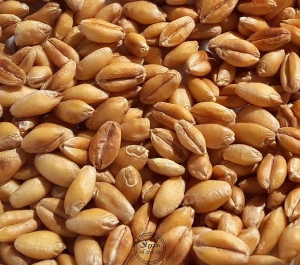 Whole Durum Wheat