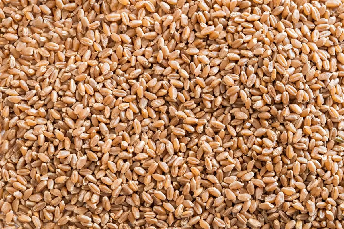 Whole Einkorn