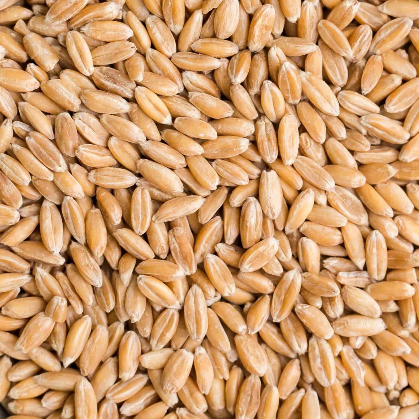 Whole Spelt