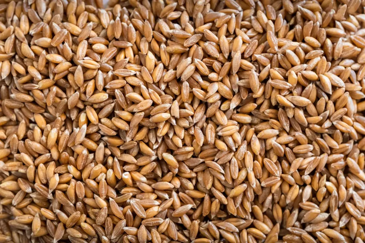 Whole Triticale